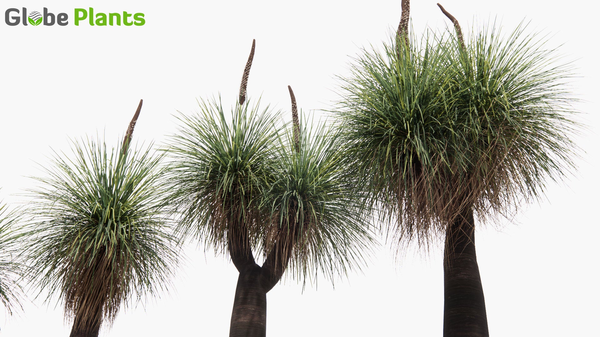 Low Poly Xanthorrhoea Arborea - Grass Tree (3D Model)