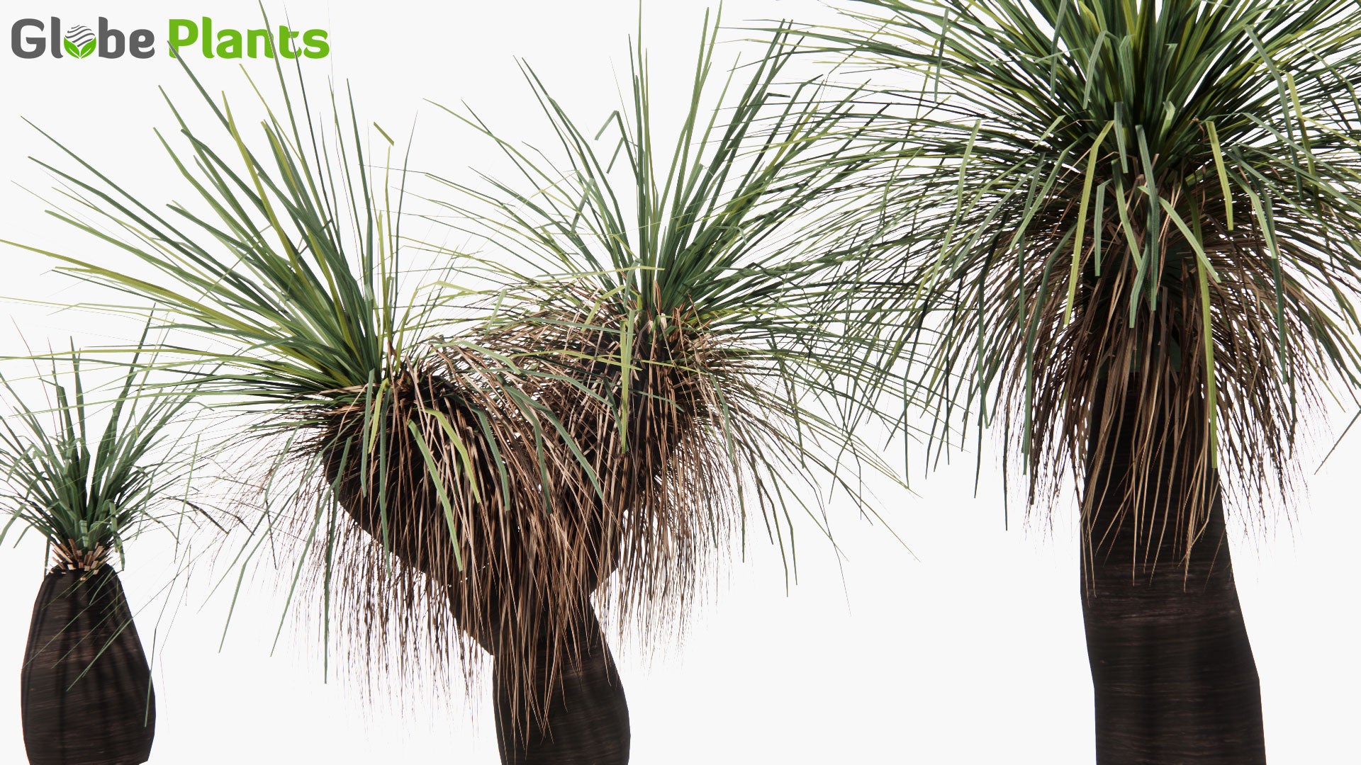 Low Poly Xanthorrhoea Arborea - Grass Tree (3D Model)