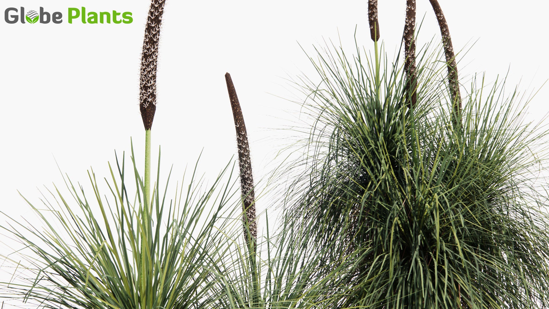 Low Poly Xanthorrhoea Arborea - Grass Tree (3D Model)