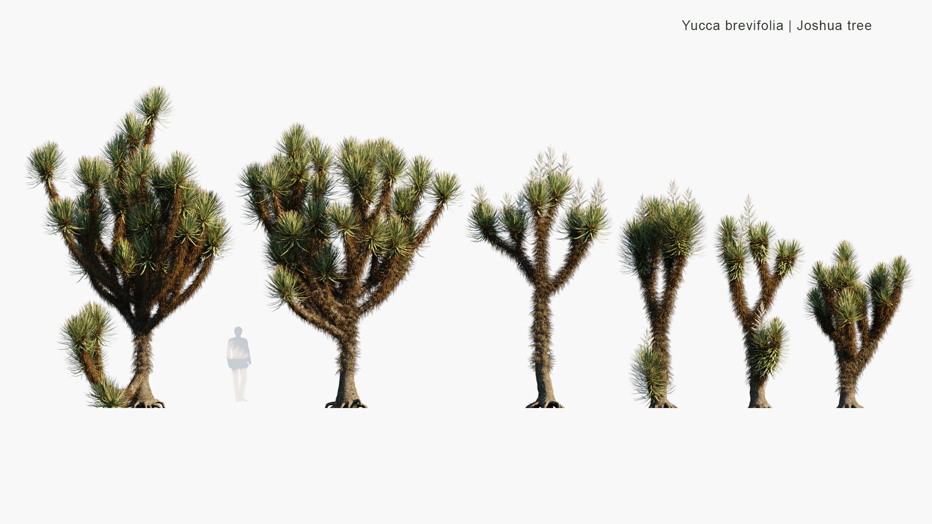 Low Poly Yucca Brevifolia - Joshua Tree (3D Model)
