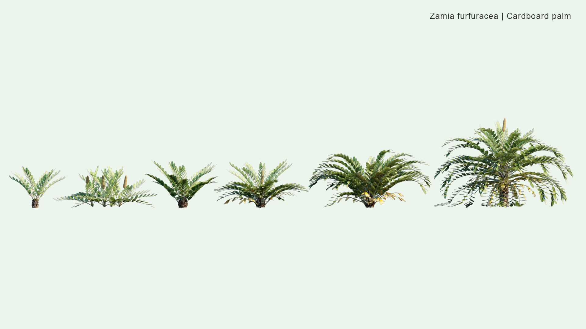 2D Zamia Furfuracea - Cardboard Palm