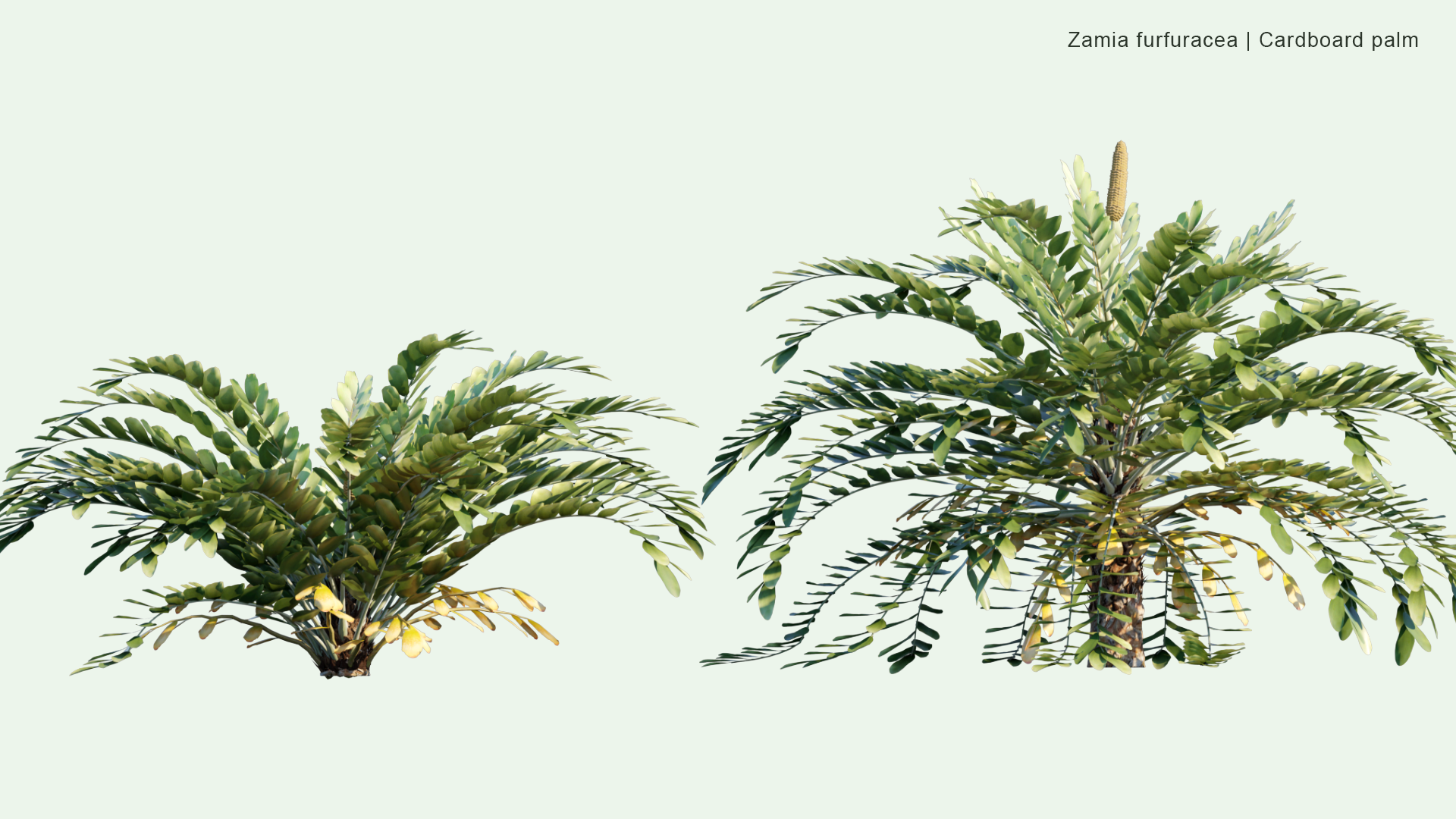 2D Zamia Furfuracea - Cardboard Palm