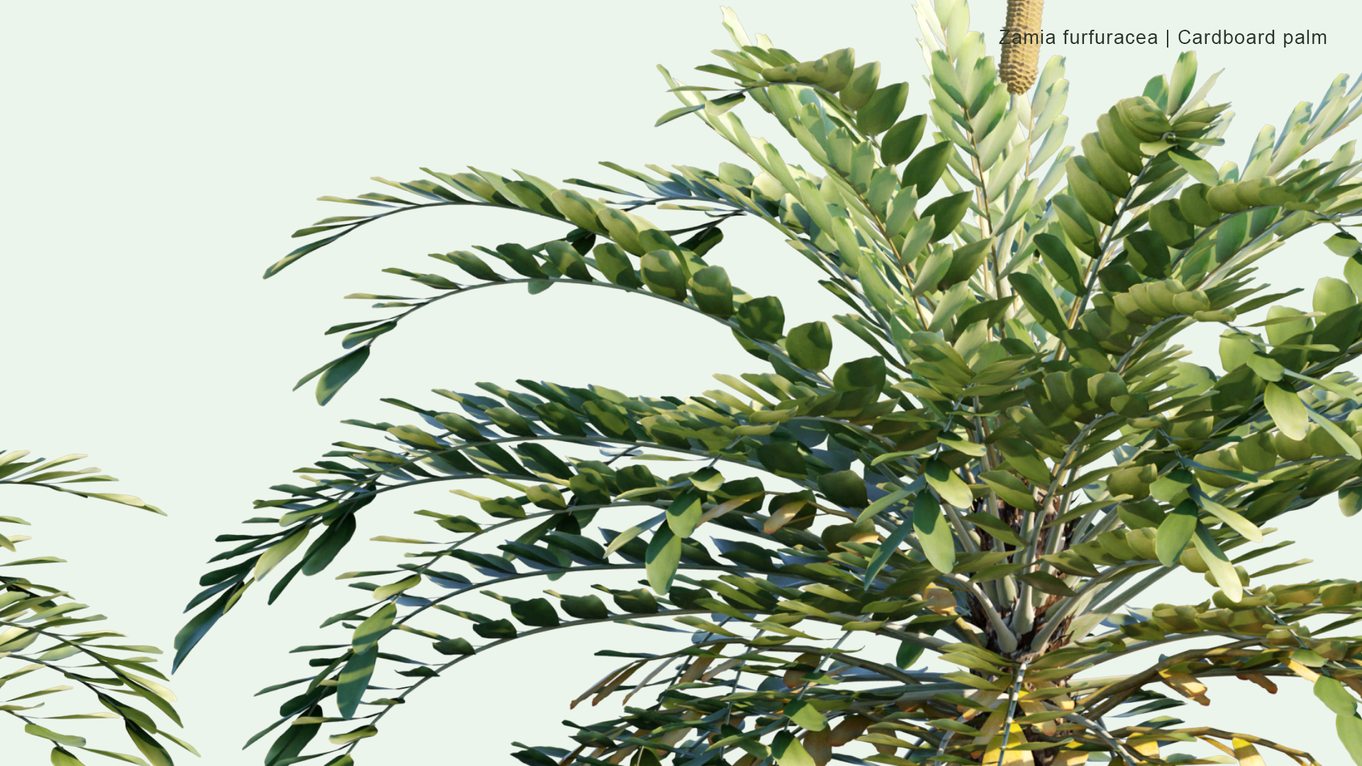 2D Zamia Furfuracea - Cardboard Palm
