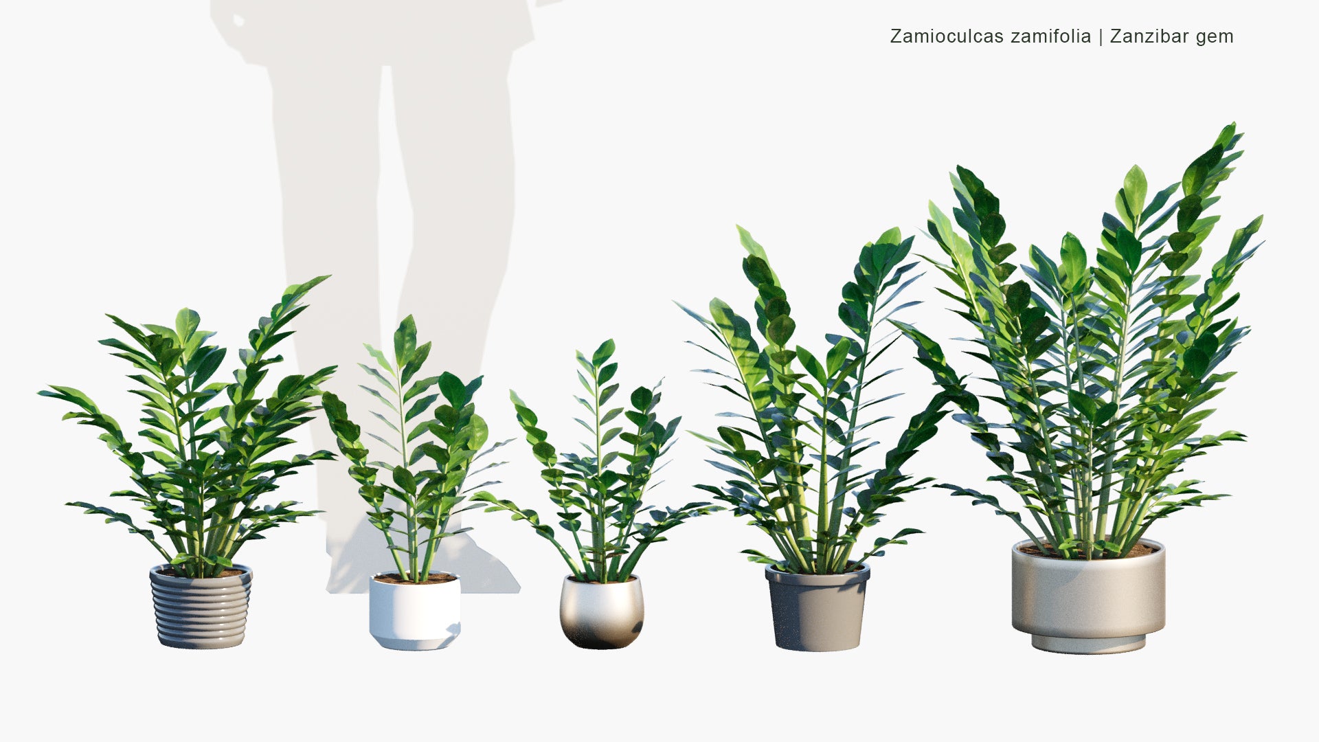 Low Poly Zamioculcas Zamiifolia - Zanzibar Gem, ZZ Plant, Zuzu Plant, Aroid Palm, Eternity Plant, Emerald Palm (3D Model)
