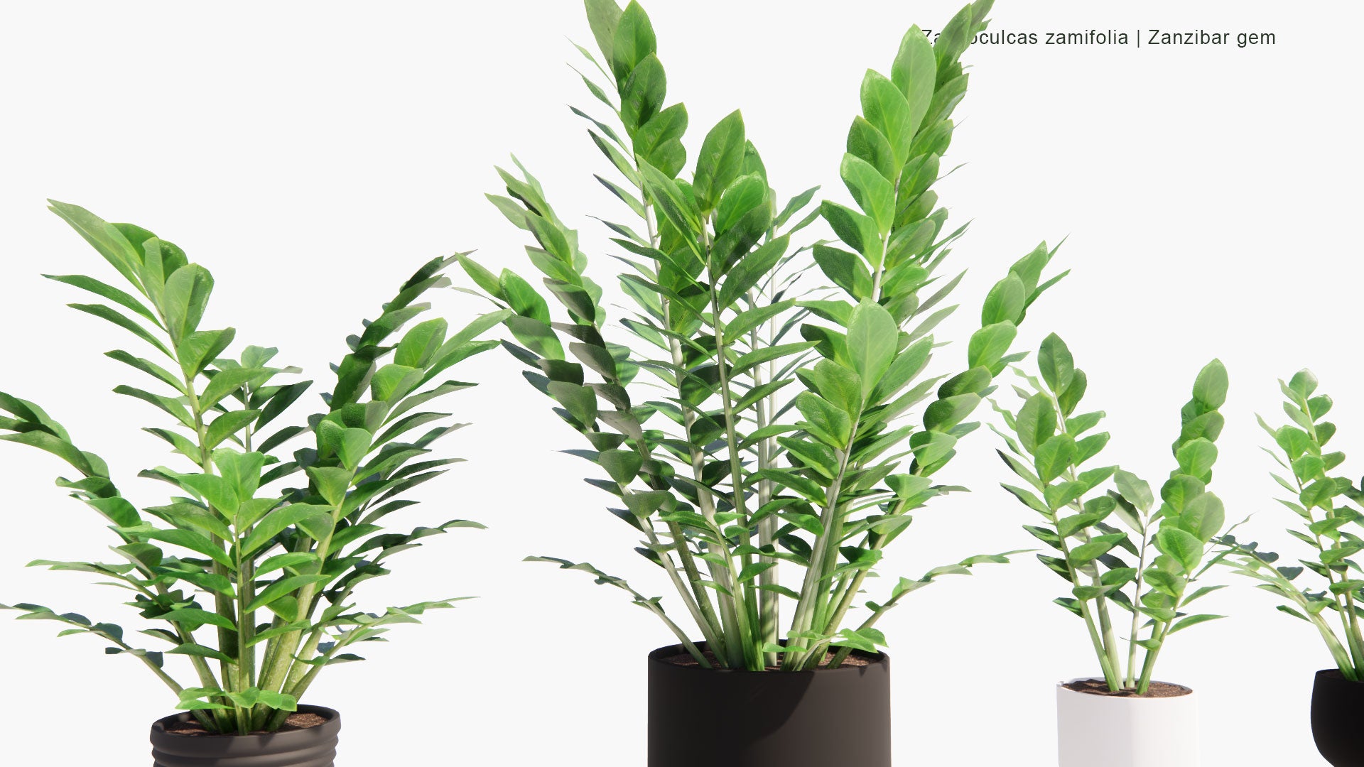 Low Poly Zamioculcas Zamiifolia - Zanzibar Gem, ZZ Plant, Zuzu Plant, Aroid Palm, Eternity Plant, Emerald Palm (3D Model)
