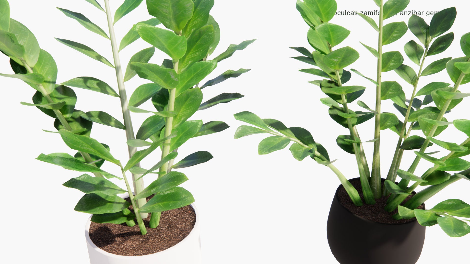 Low Poly Zamioculcas Zamiifolia - Zanzibar Gem, ZZ Plant, Zuzu Plant, Aroid Palm, Eternity Plant, Emerald Palm (3D Model)