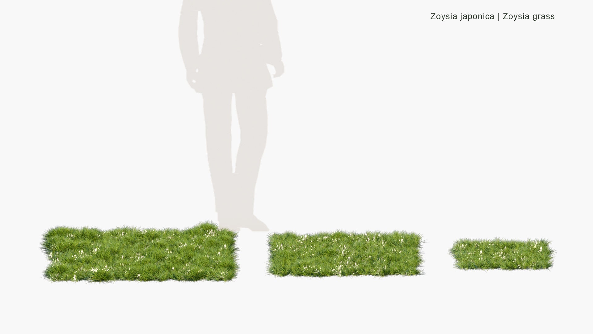 Low Poly Zoysia Japonica - Zoysia Grass (3D Model)