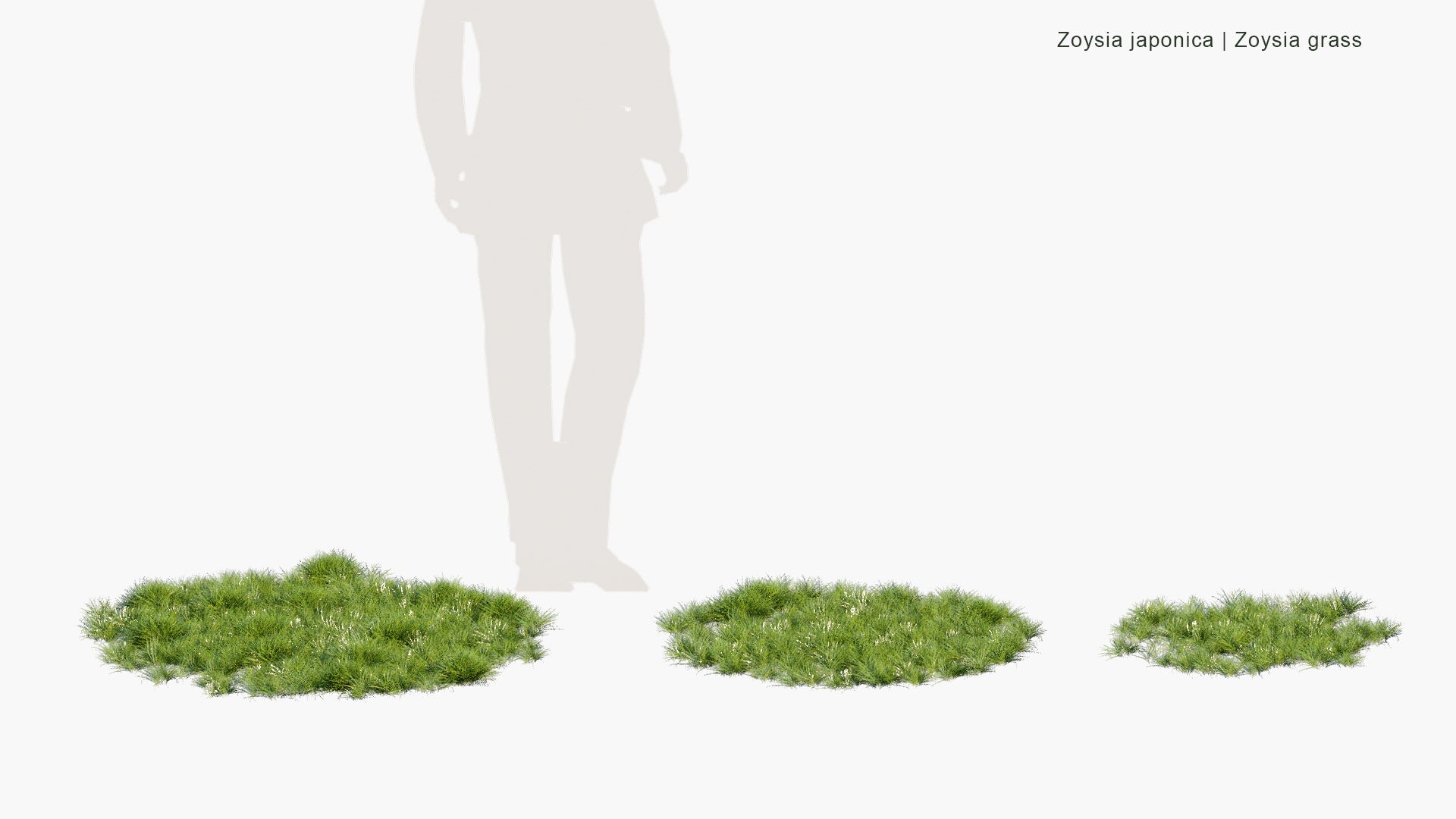 Low Poly Zoysia Japonica - Zoysia Grass (3D Model)