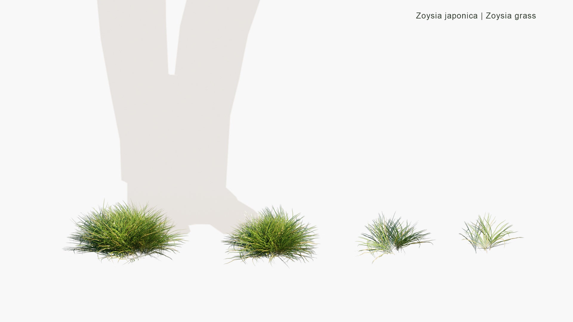 Low Poly Zoysia Japonica - Zoysia Grass (3D Model)