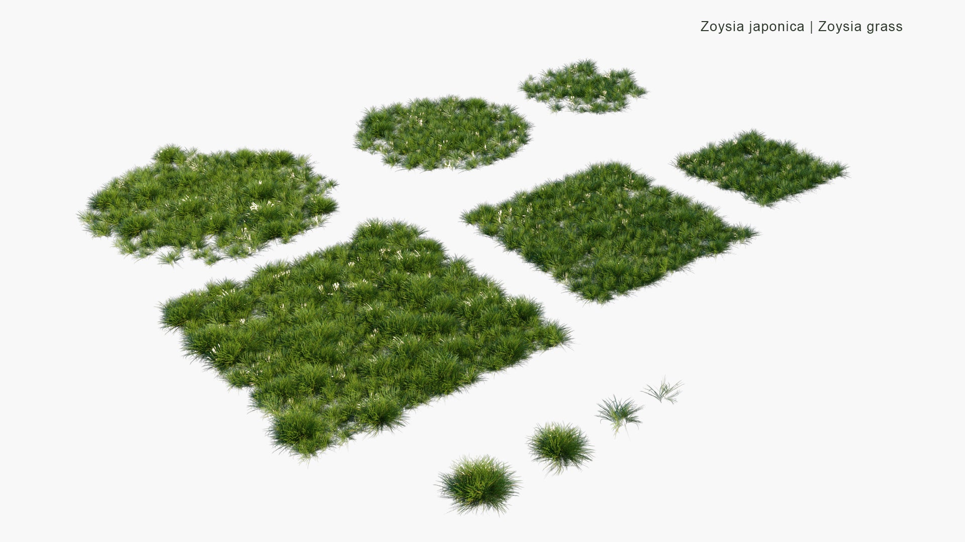 Low Poly Zoysia Japonica - Zoysia Grass (3D Model)