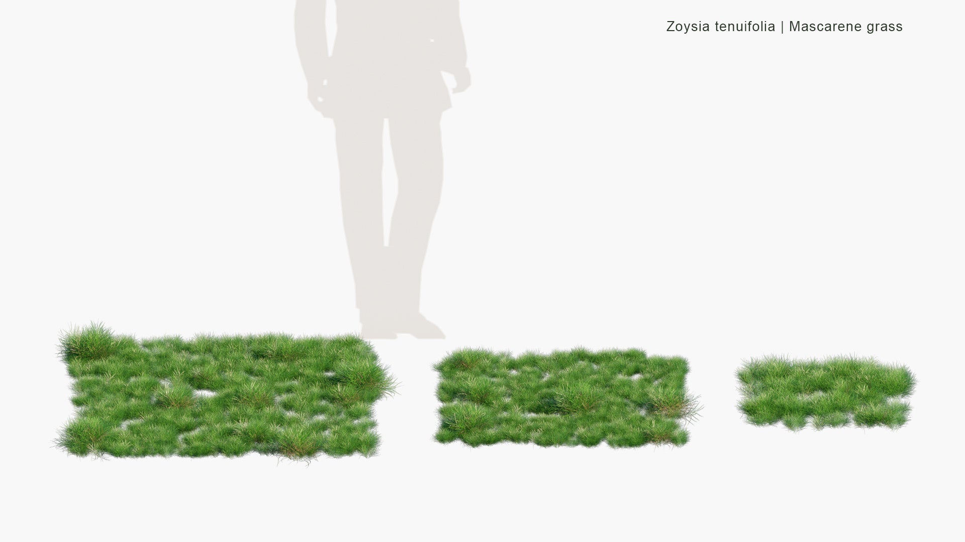 Low Poly Zoysia Tenuifolia - Mascarene Grass (3D Model)
