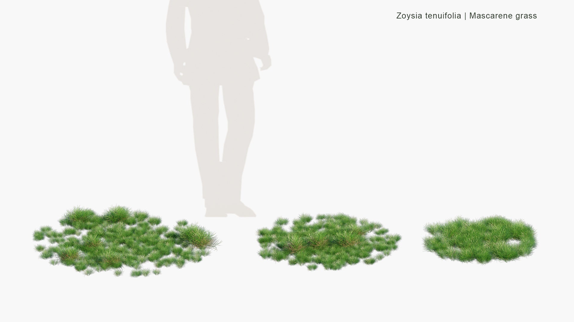 Low Poly Zoysia Tenuifolia - Mascarene Grass (3D Model)