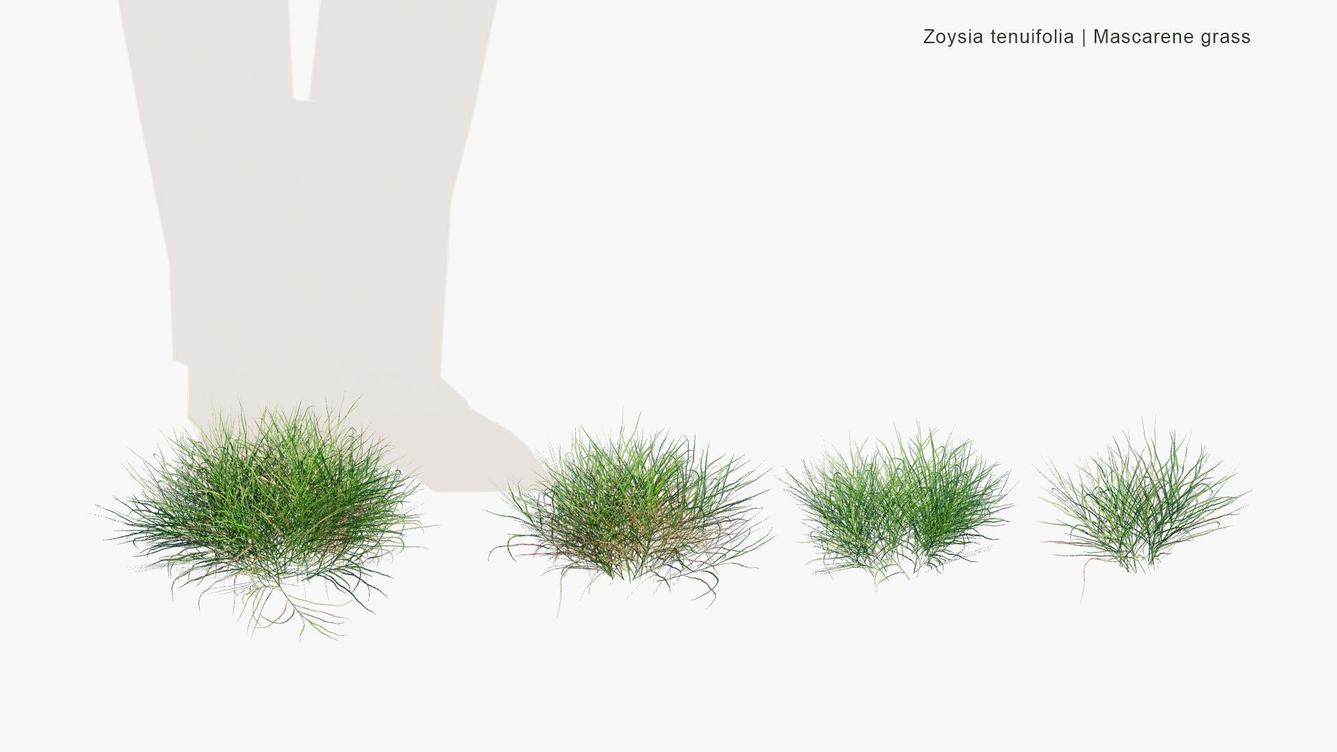 Low Poly Zoysia Tenuifolia - Mascarene Grass (3D Model)