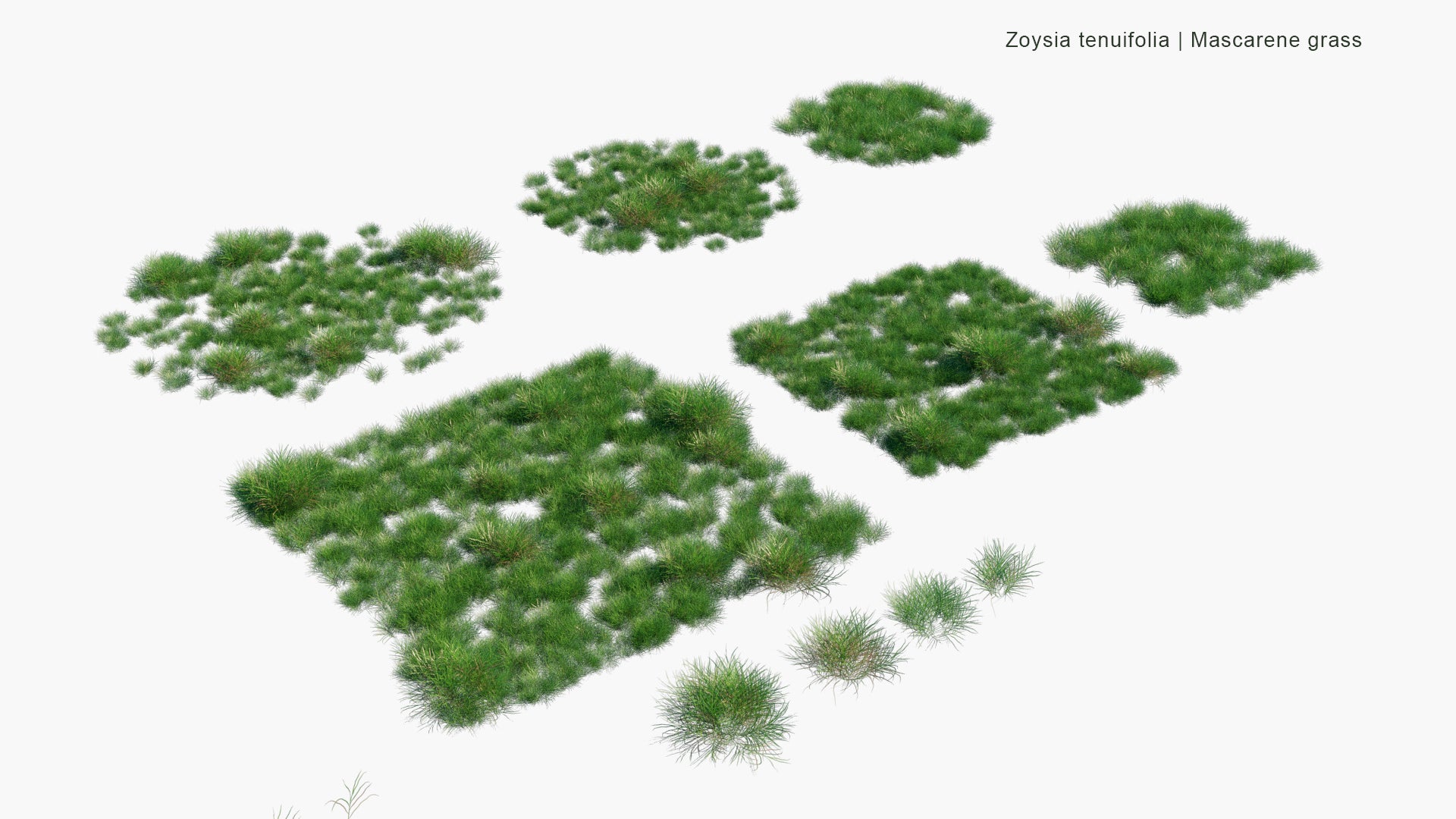 Low Poly Zoysia Tenuifolia - Mascarene Grass (3D Model)