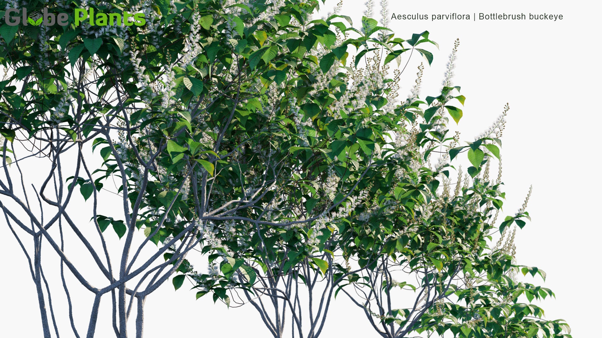 Aesculus Parviflora 3D Model