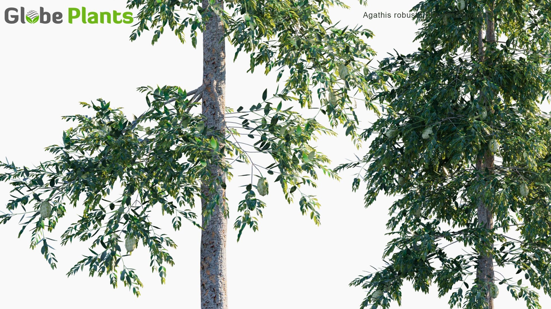 Agathis Robusta - Queensland Kauri Pine (3D Model)