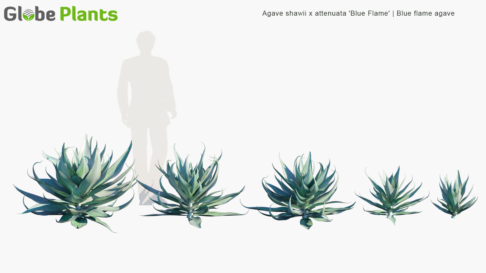 Agave Shawii x Attenuata 'Blue Flame' 3D Model