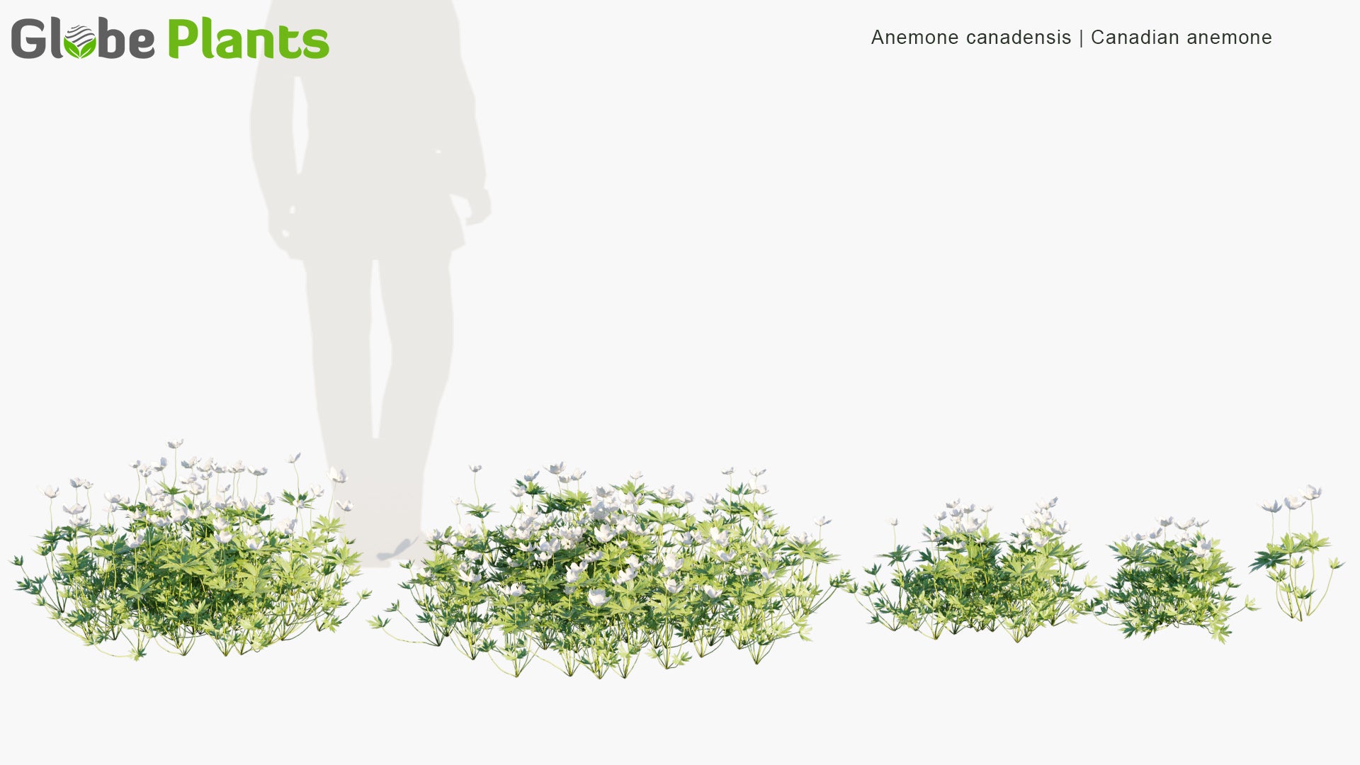 Anemone Canadensis - Canada Anemone, Round-Headed Anemone, Meadow Anemone, Windflower, Crowfoot
