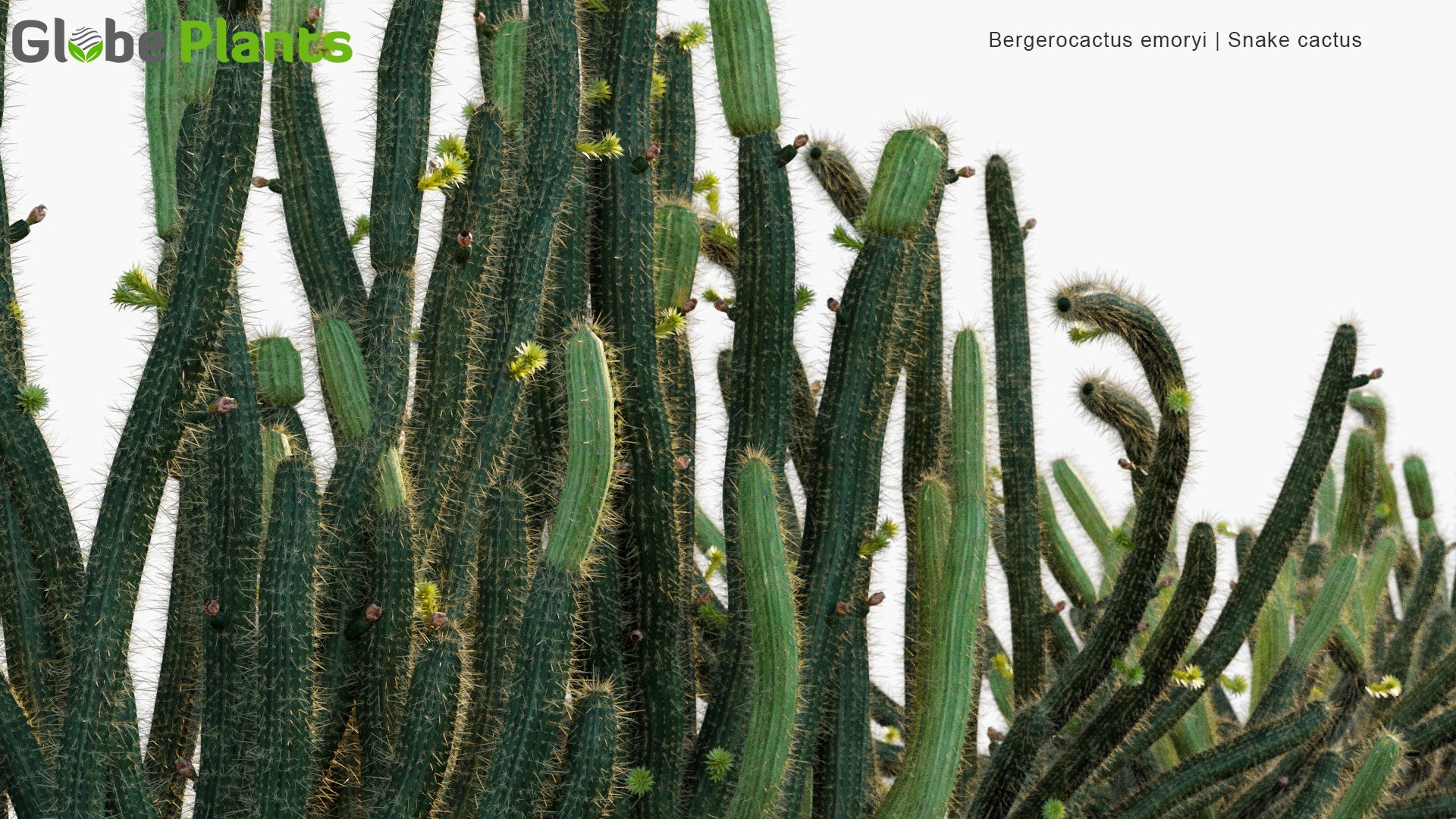 Bergerocactus Emoryi 3D Model