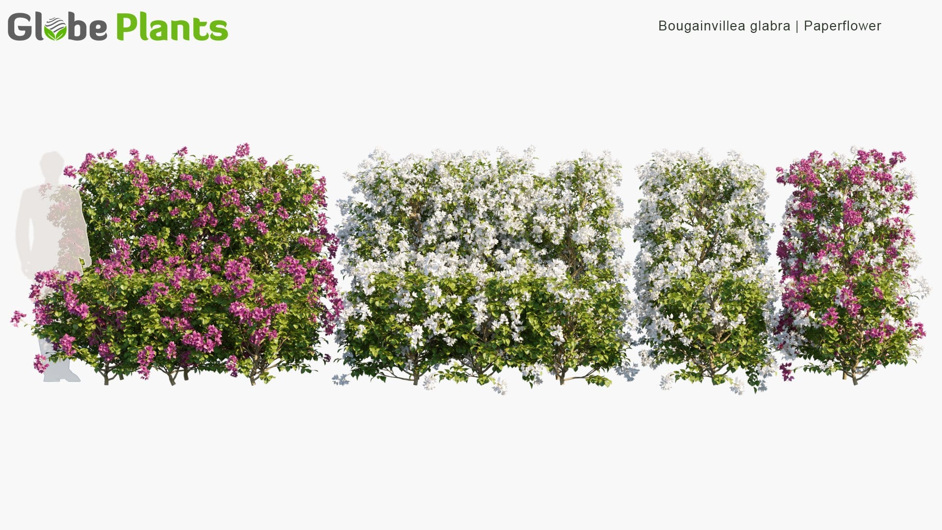 Bougainvillea Glabra - Lesser Bougainvillea, Paperflower | Hedge (3D Model)
