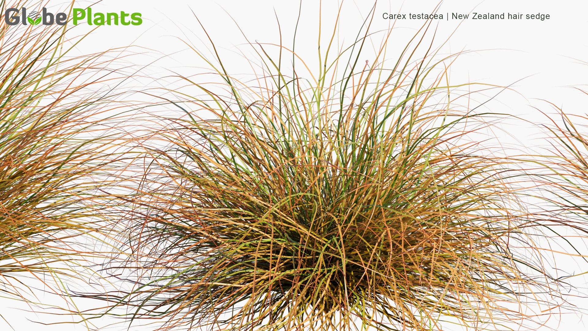 Carex Testacea - New Zealand Hair Sedge (3D Model)