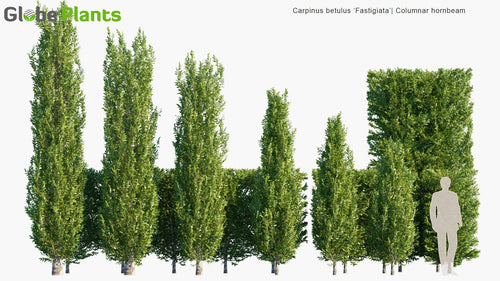 Carpinus Betulus ‘Fastigiata’ 