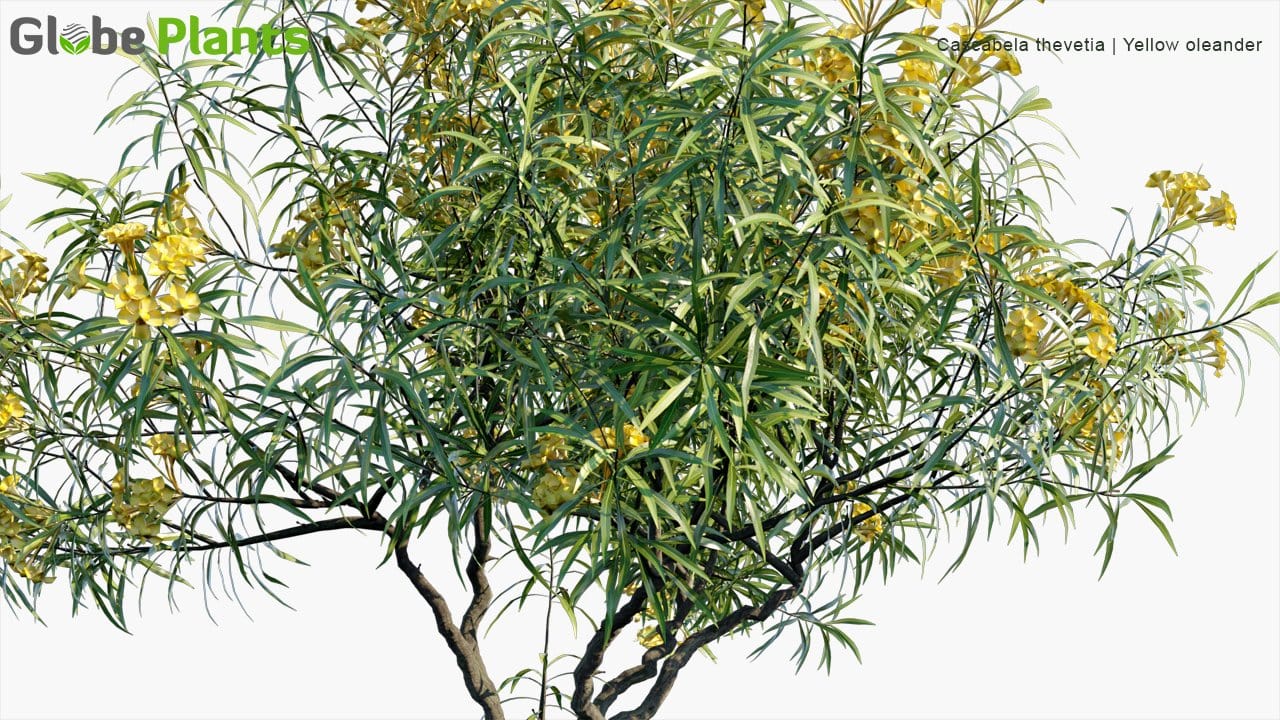 Cascabela Thevetia - Yellow Oleander (3D Model)
