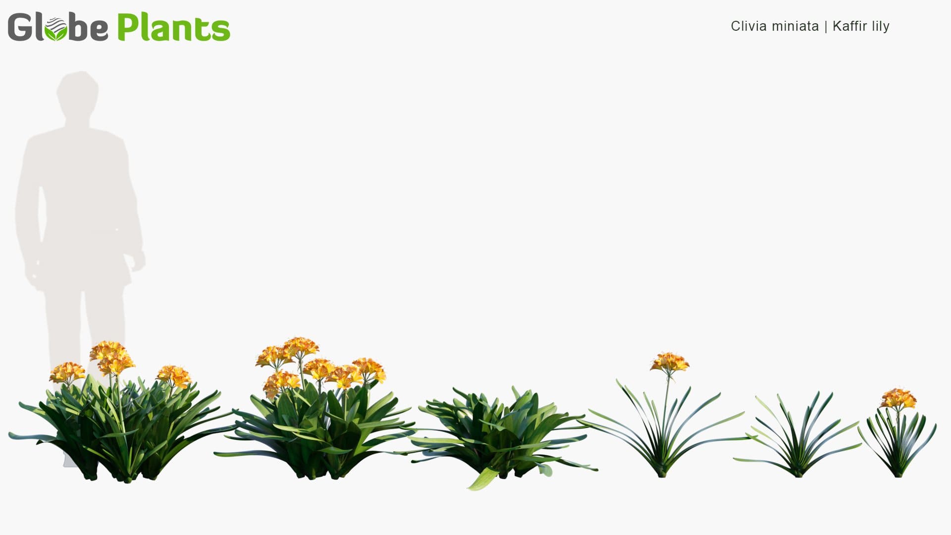 Clivia Miniata - Natal Lily, Bush Lily, Kaffir Lily (3D Model)