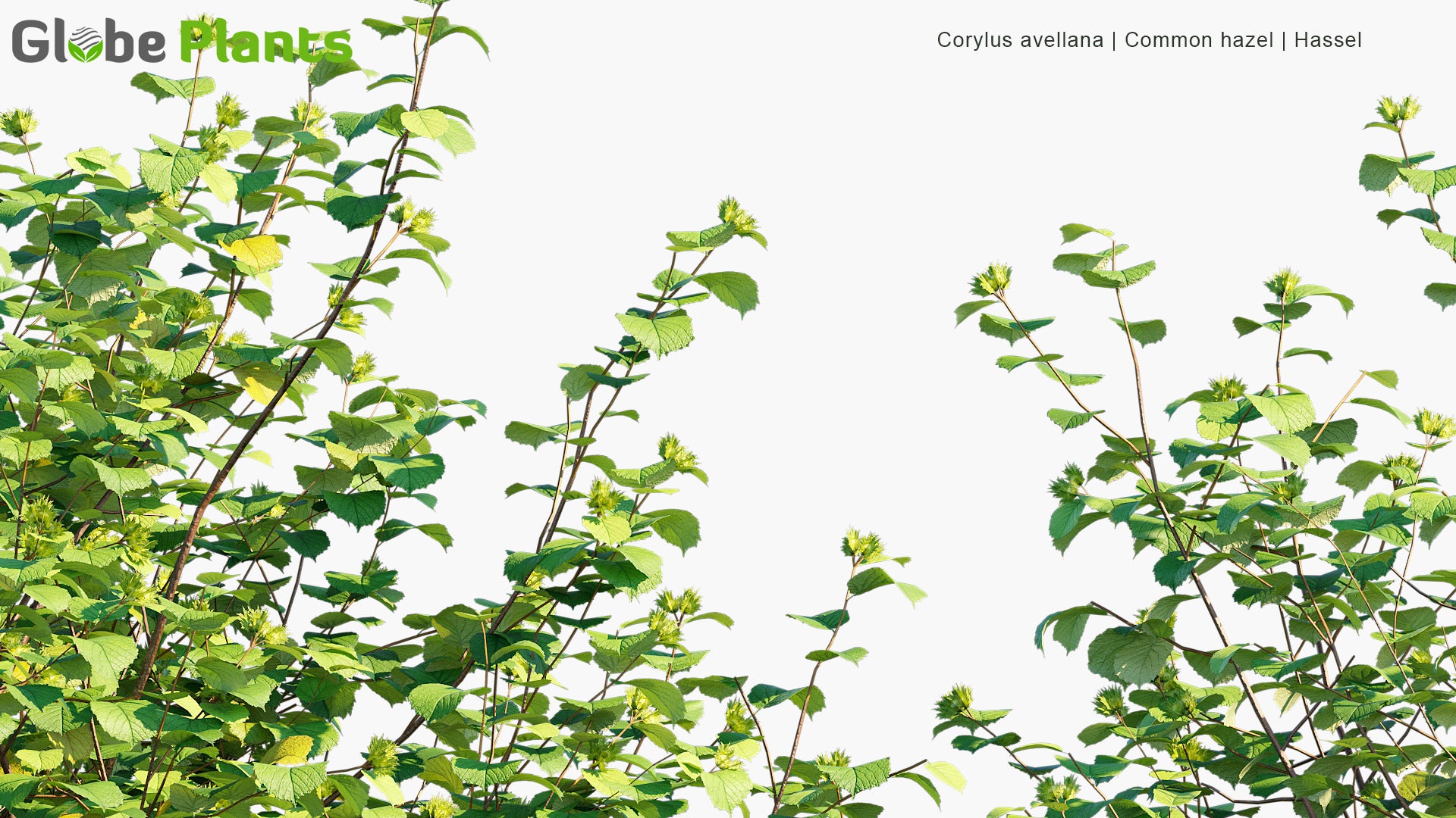 Corylus Avellana - Common Hazel, Hassel