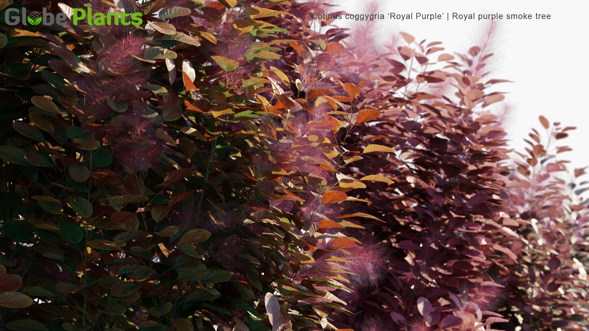 Cotinus Coggygria 'Royal Purple' - Royal Purple Smoke Tree, Smokebush