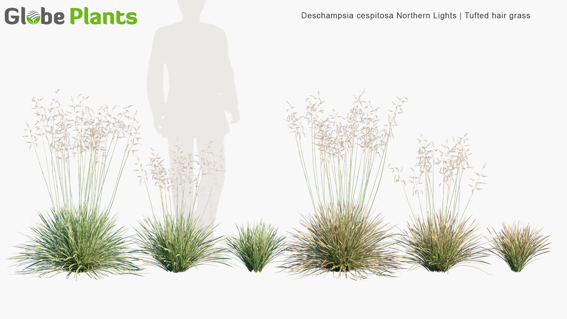 Deschampsia Cespitosa 'Northern Lights' - Tufted Hair Grass (3D Model)