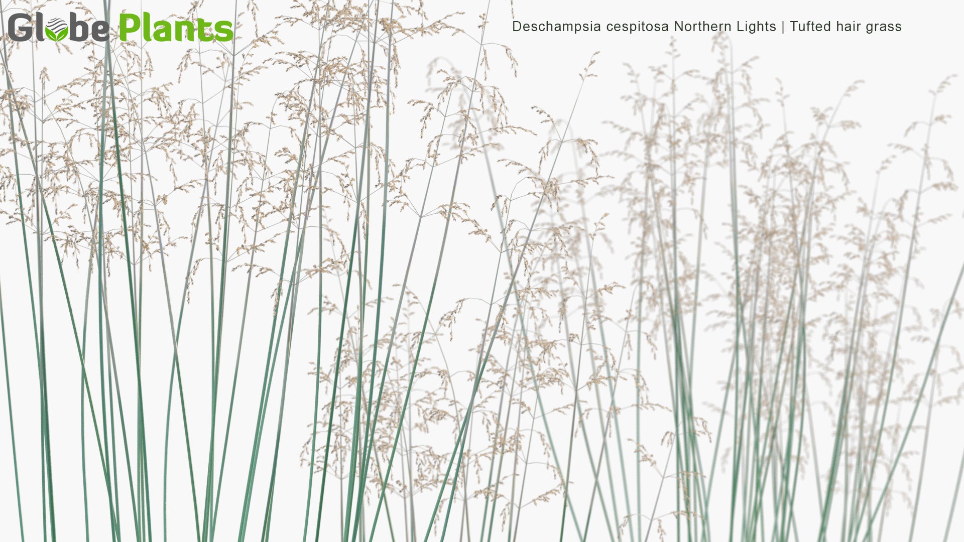 Deschampsia Cespitosa 'Northern Lights' - Tufted Hair Grass (3D Model)