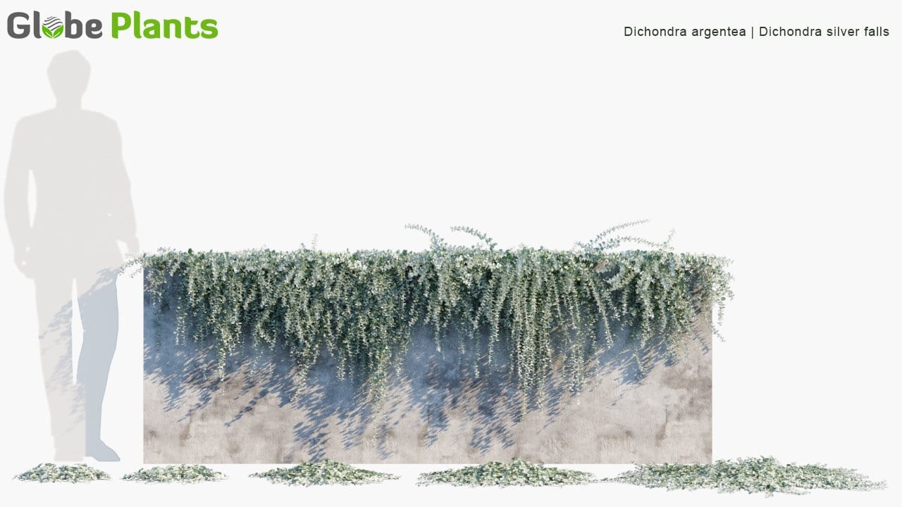 Dichondra Argentea - Dichondra Silver Falls (3D Model)