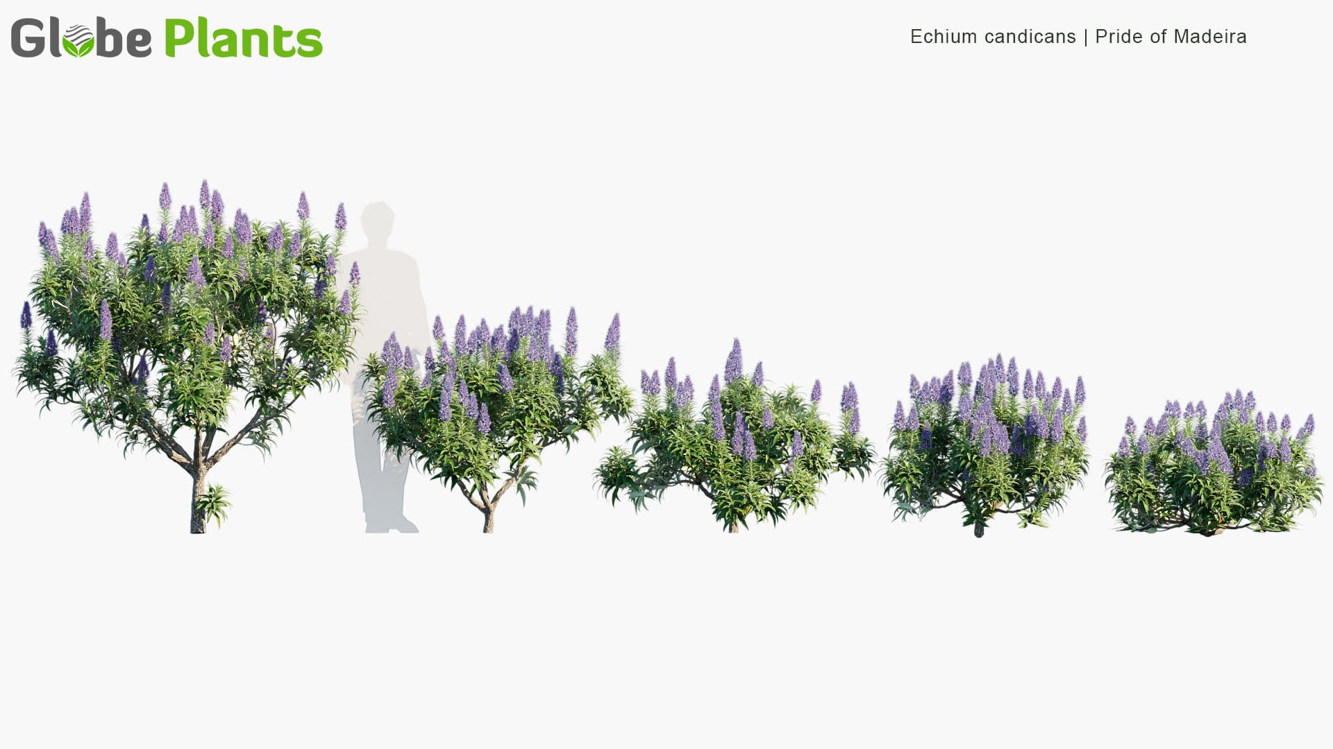 Echium Candicans - Pride of Madeira (3D Model)