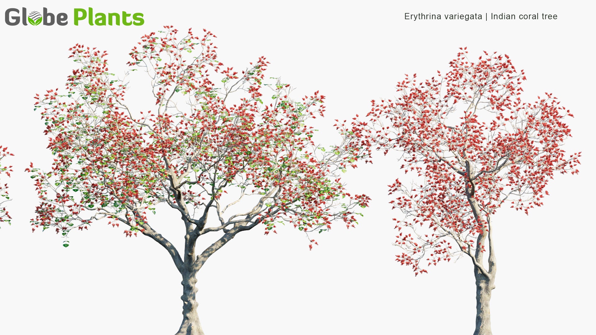 Erythrina Variegata 3D Model