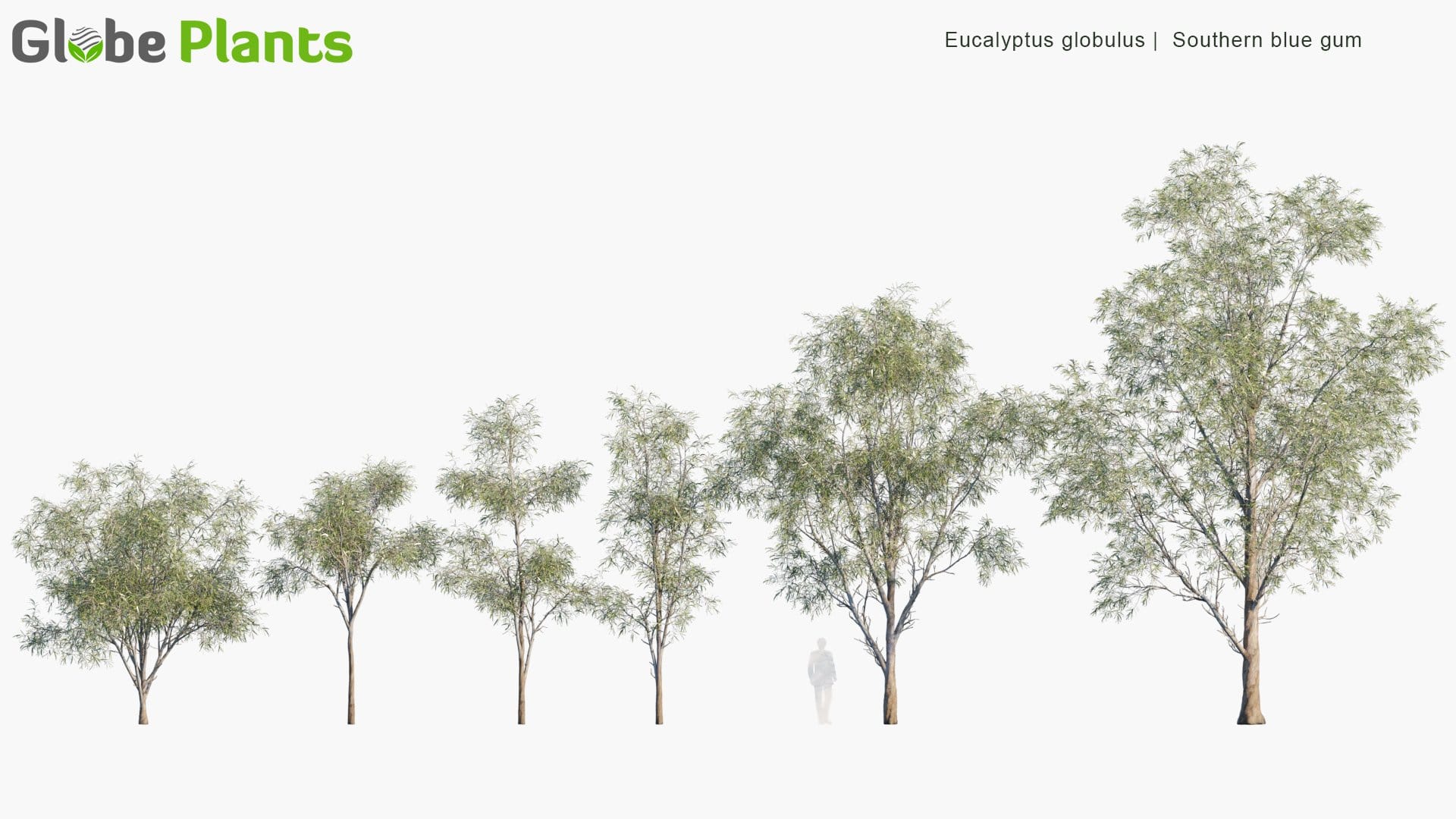 Eucalyptus Globulus 3D Model