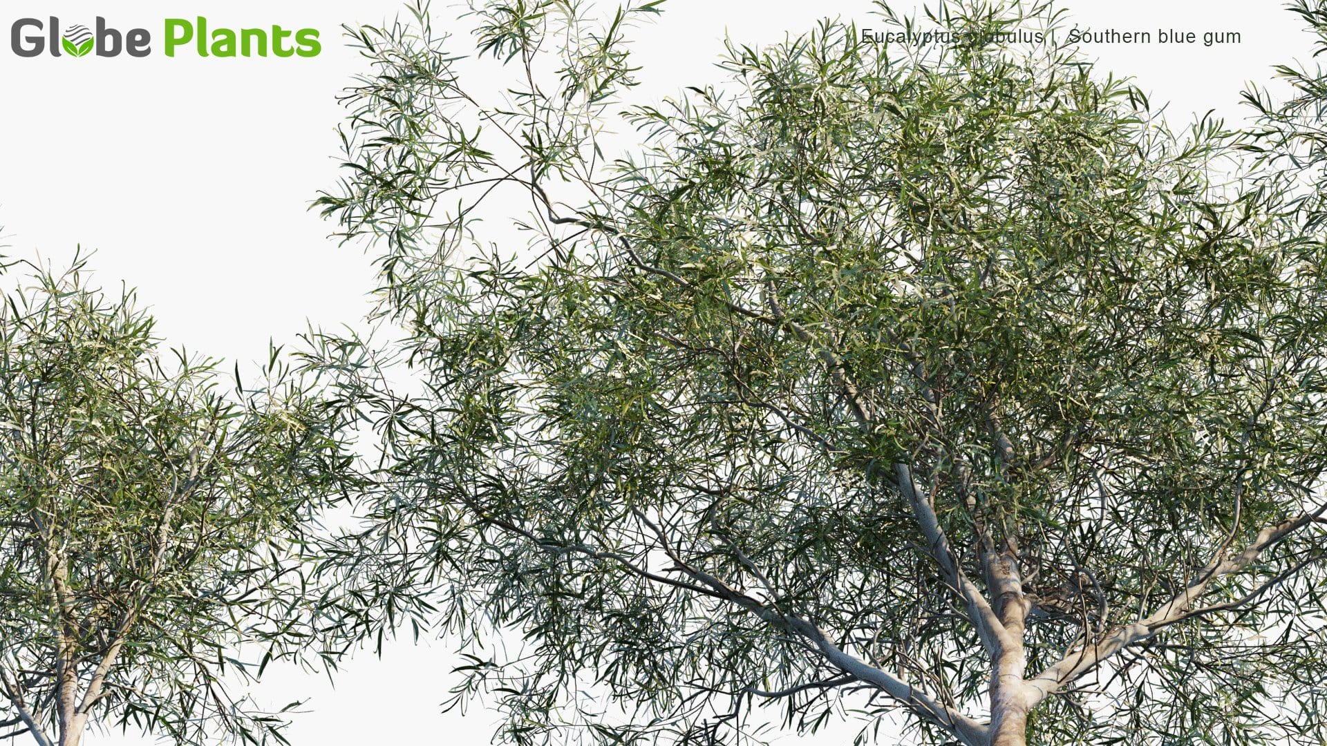 Eucalyptus Globulus 3D Model