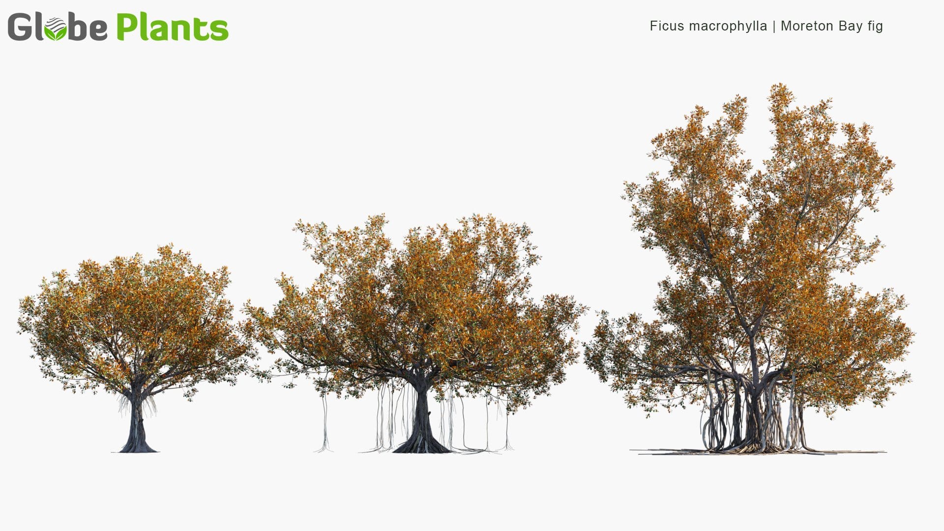 Ficus Macrophylla 3D Model