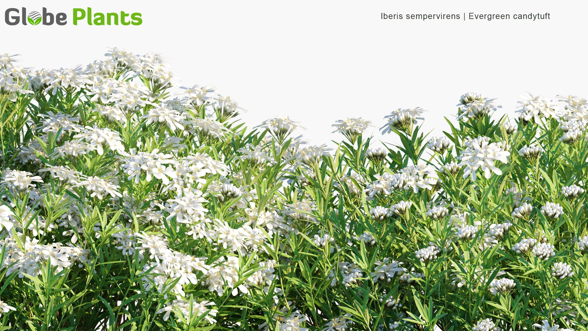 Iberis Sempervirens - Evergreen Candytuft, Perennial Candytuft