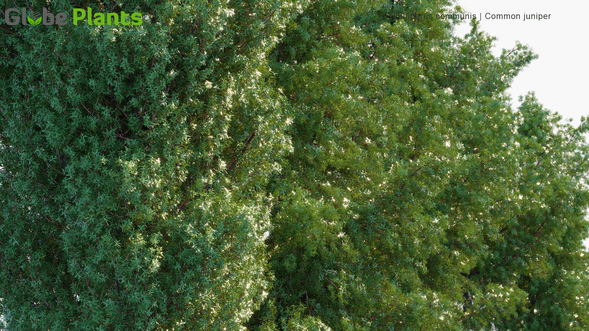Juniperus Communis - Common Juniper