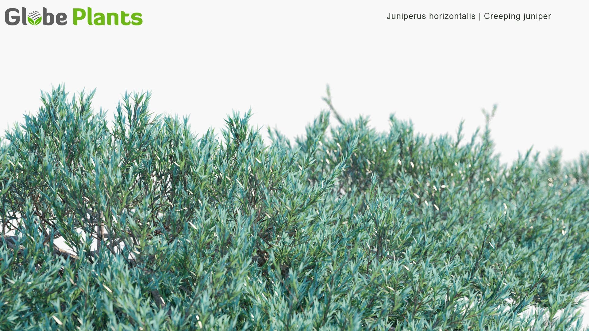 Juniperus Horizontalis - Creeping Juniper (3D Model)