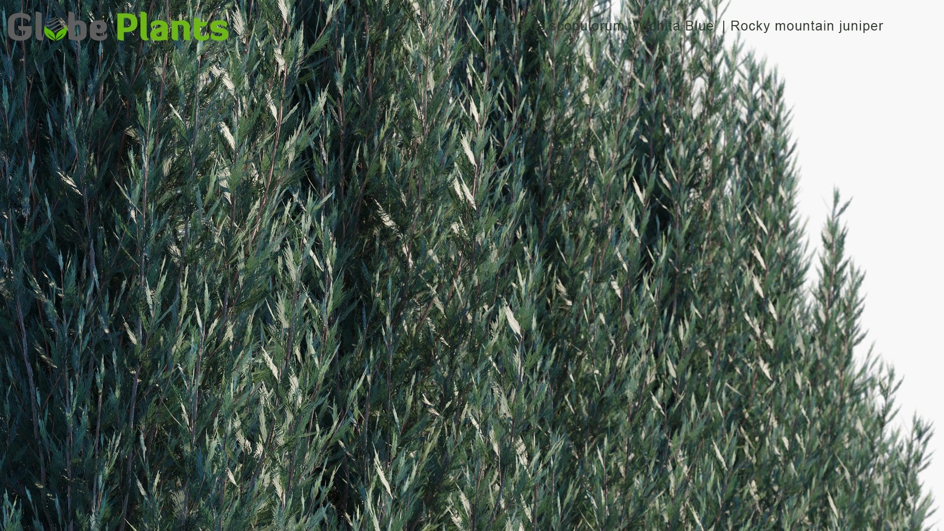 Juniperus Scopulorum 'Wichita Blue' 3D Model