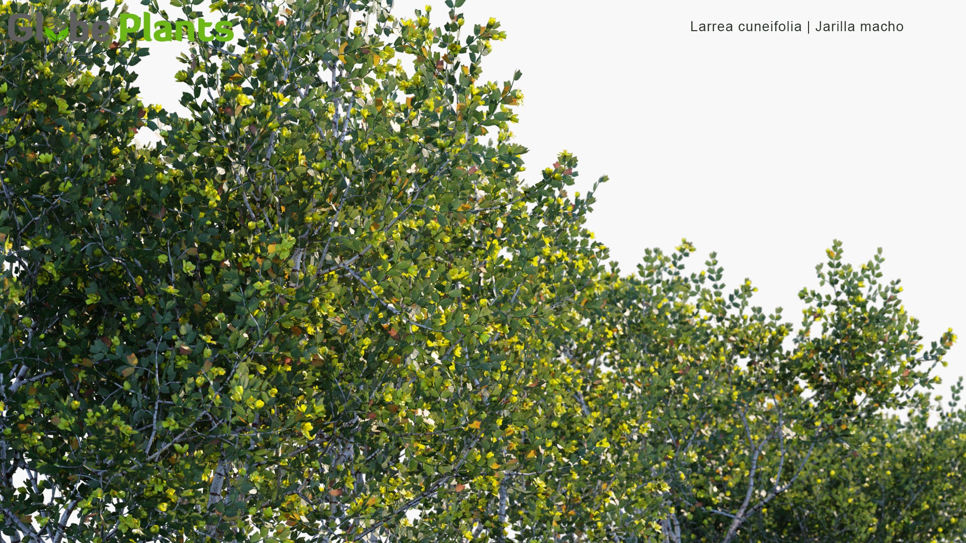 Larrea Cuneifolia - Jarilla Macho