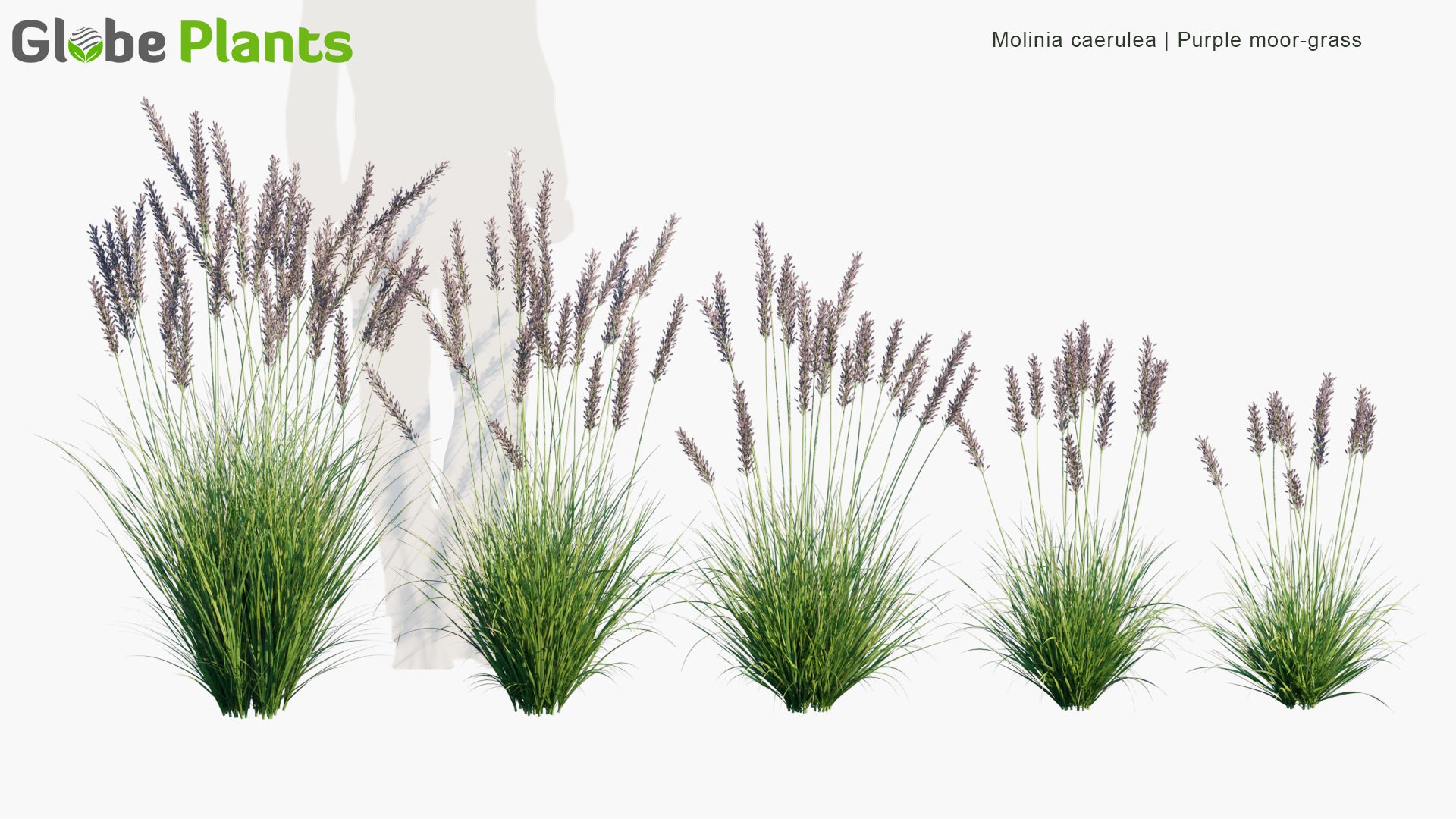 Molinia Caerulea - Purple Moor-Grass (3D Model)