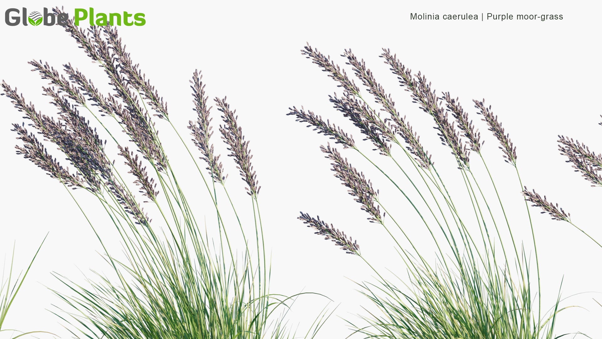 Molinia Caerulea - Purple Moor-Grass (3D Model)