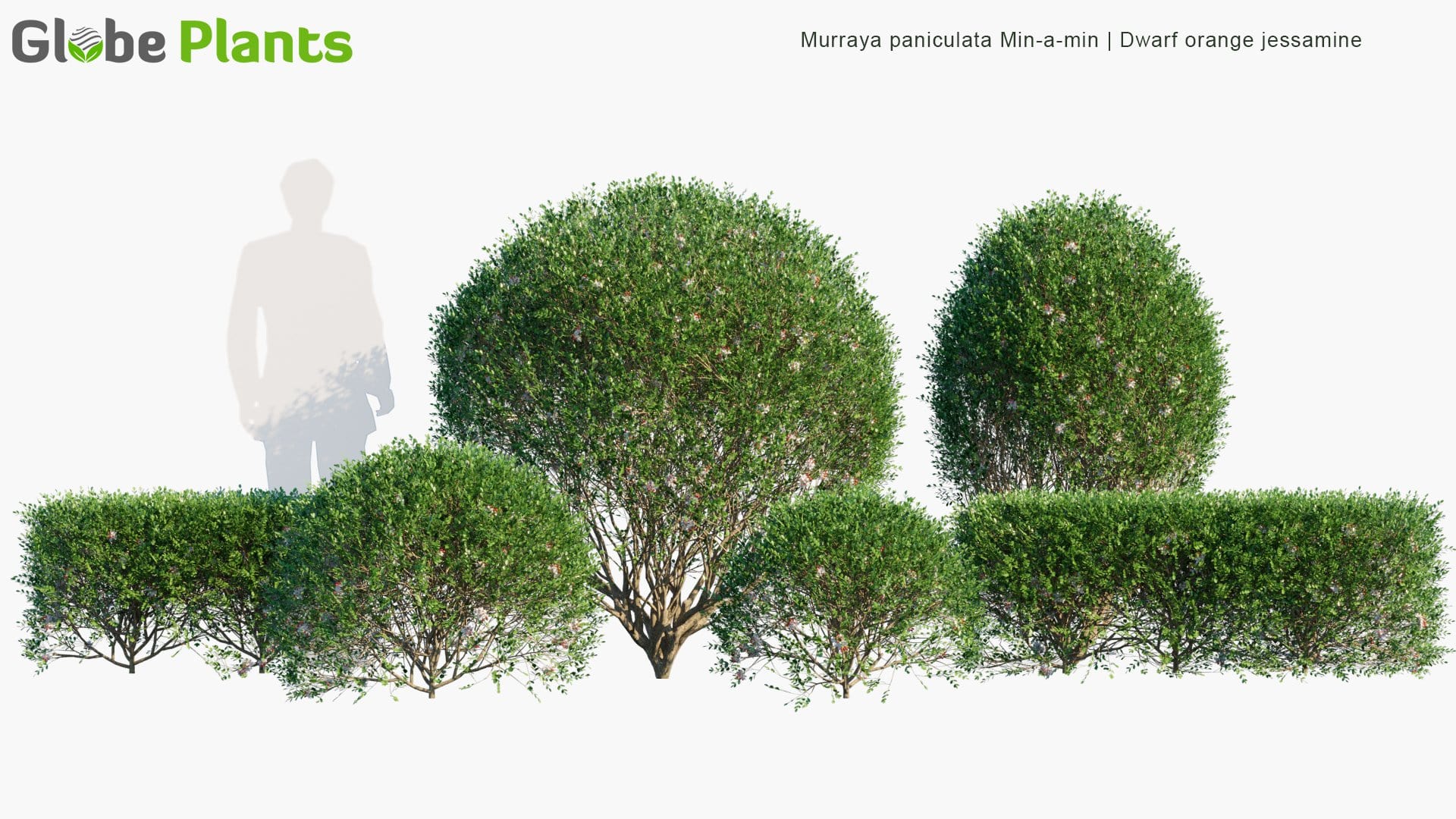 Murraya Paniculata Min-a-Min - Dwarf Orange Jessamine, Orange Jasmine, Dwarf Mock Orange, Dwarf Cosmetic Bark Tree | Hedge (3D Model)
