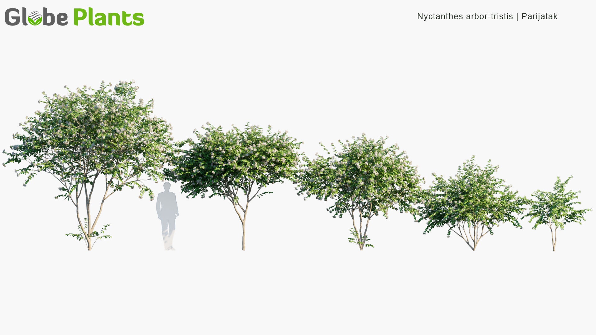 Nyctanthes Arbor-Tristis - Parijatak, Night-Flowering Jasmine, Parijat