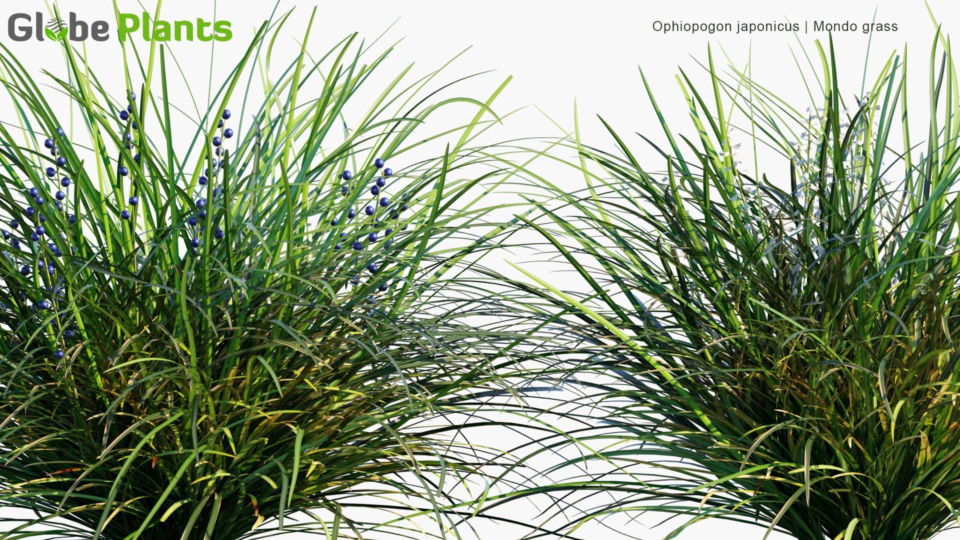 Ophiopogon Japonicus - Mondo Grass, Dwarf Lilyturf, Fountain Plant, Monkeygrass ,  リュウノヒゲ (3D Model)