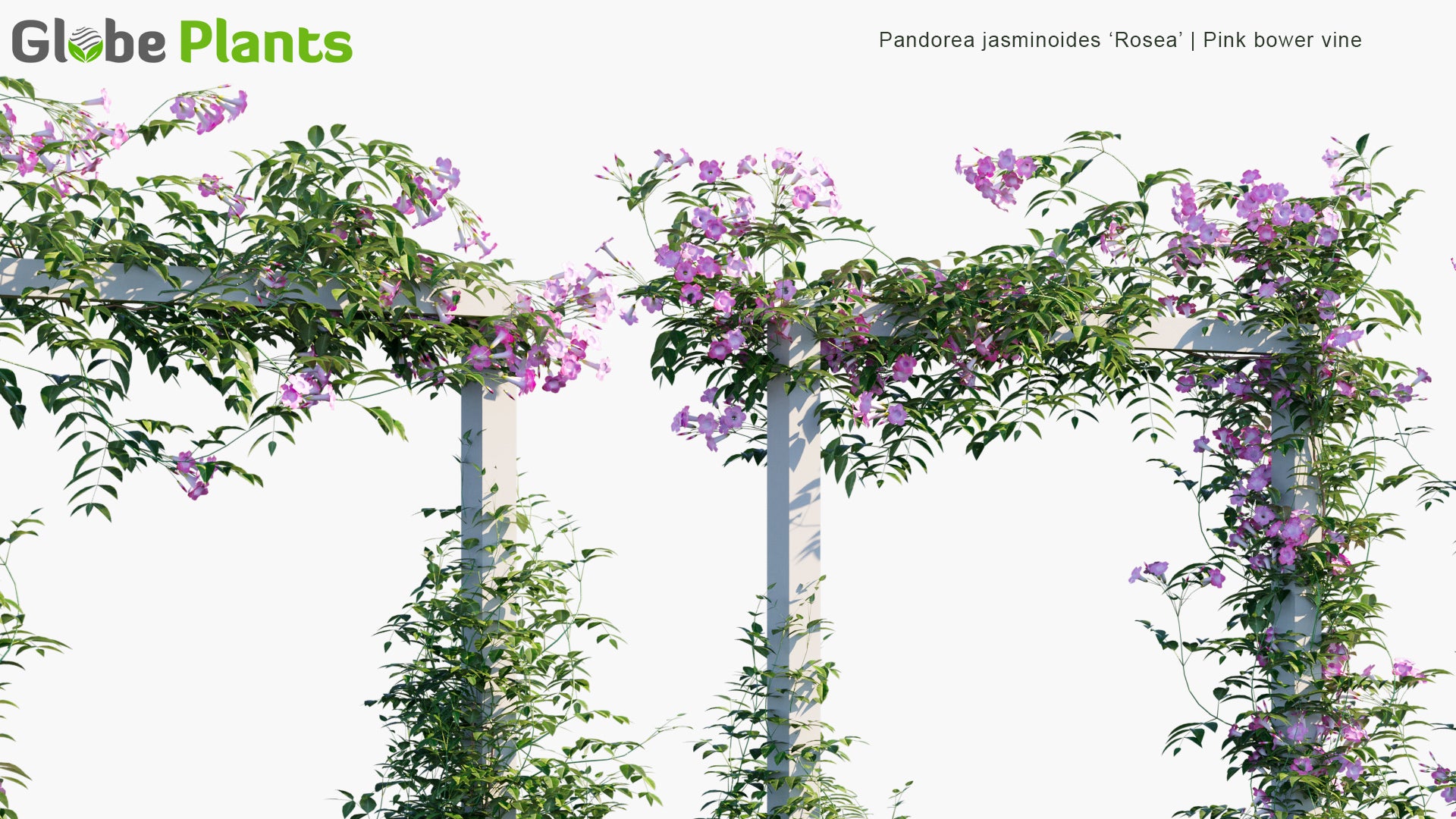 Pandorea Jasminoides ‘Rosea’ - Pink Bower Vine (3D Model)
