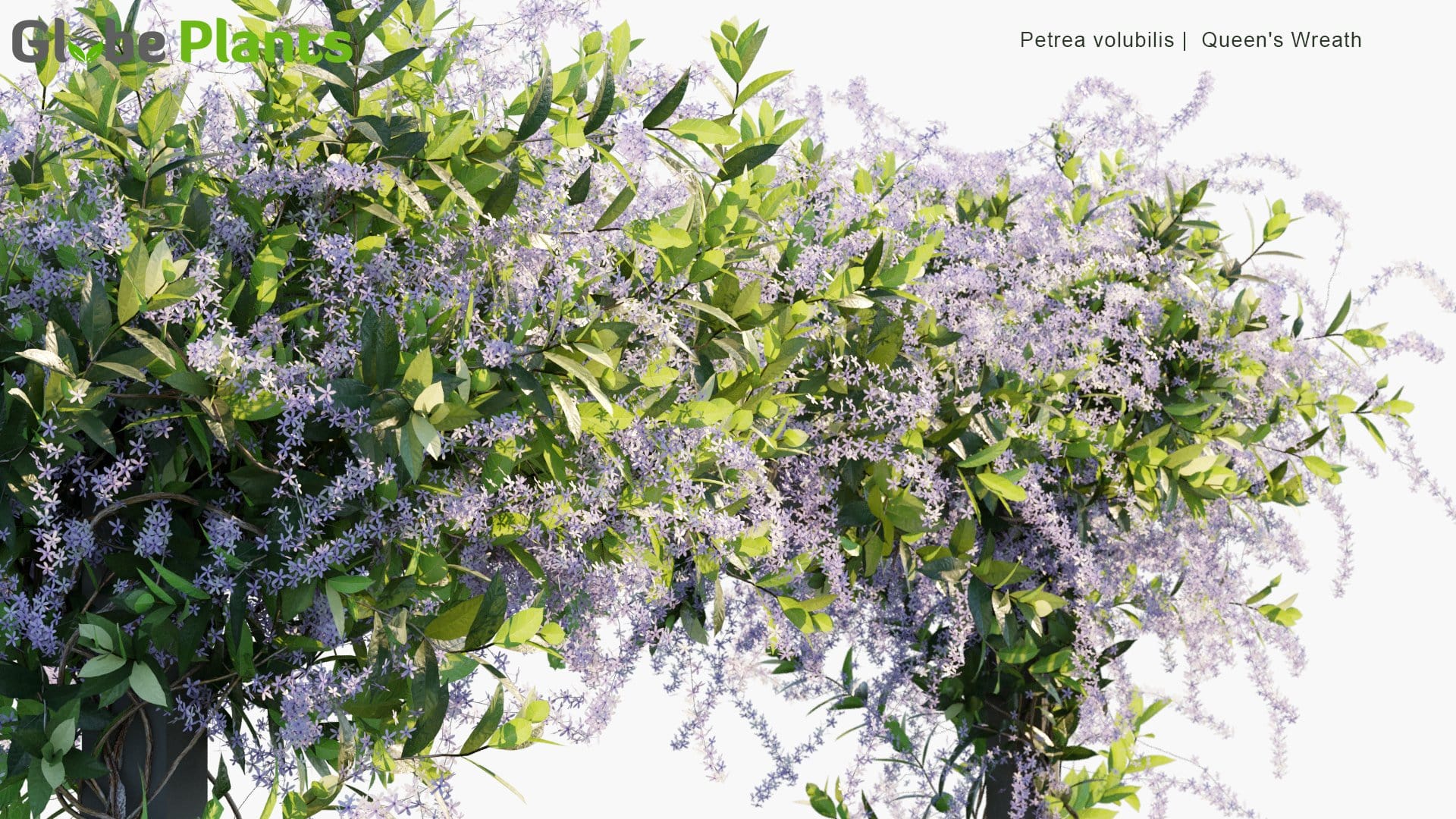 Petrea Volubilis - Queen's Wreath (3D Model)